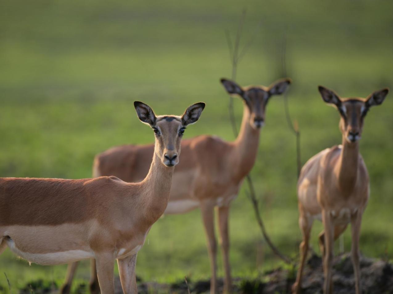 Zulu Waters Game Reserve Vila Estcourt Exterior foto